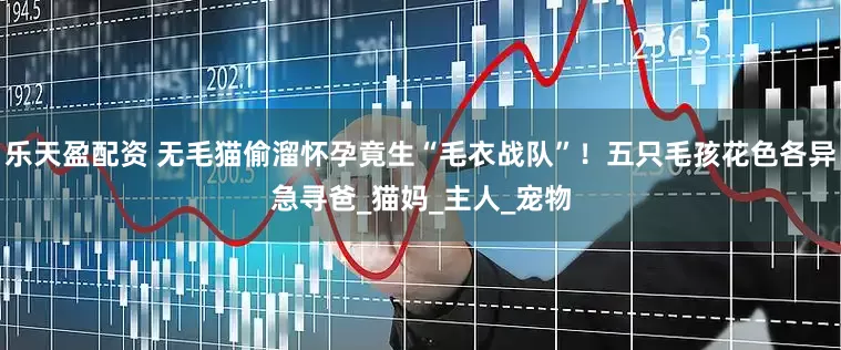 乐天盈配资 无毛猫偷溜怀孕竟生“毛衣战队”！五只毛孩花色各异急寻爸_猫妈_主人_宠物
